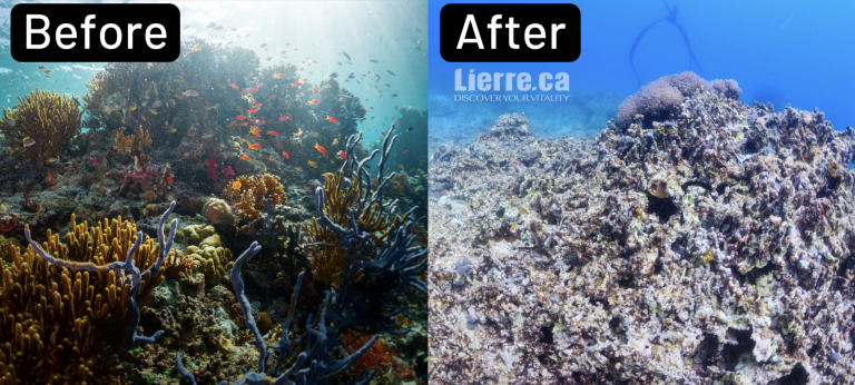 Why You Should Start Using Reef Safe Sunscreen? Featuring Derma E and The Green Beaver Company
