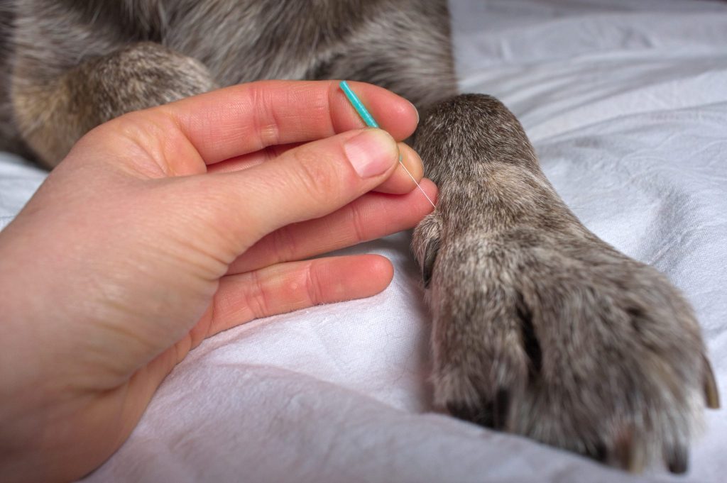 What does a veterinary acupuncturist do?