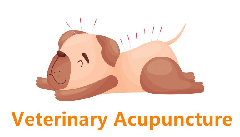 Have You Heard About Veterinary Acupuncture and How Does it Work – see here!